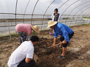 如東縣農業(yè)農村局種植業(yè)條線戰(zhàn)高溫開展系列志愿服務活動助農增收