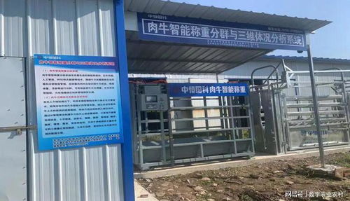 創(chuàng)新引領 中恒國科肉牛智能稱重分群與三維體況分析系統(tǒng)全新升級