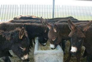 優(yōu)質成年三粉驢哪里批發(fā)多少錢一只