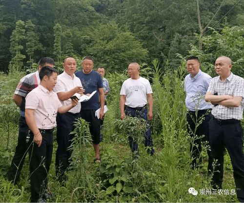 市政府召開研究解決新建生豬規(guī)模養(yǎng)殖場有關問題的會議