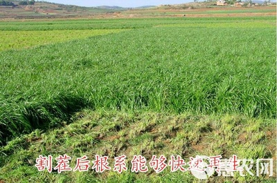 黑麥草種子包郵多年生四季牧草耐寒高產再生耐收割養(yǎng)殖牛羊魚兔草
