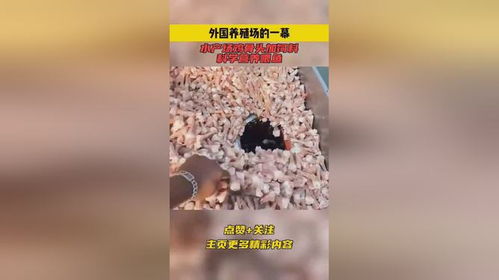 外國養(yǎng)殖場的一幕,水產場雞骨頭加飼料,科學營養(yǎng)喂魚