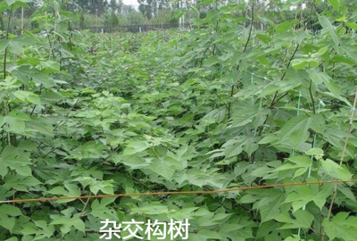 養(yǎng)豬用禾本科牧草、飼料苧麻、構(gòu)樹(shù)、飼料桑樹(shù)哪種牧草品種更好?