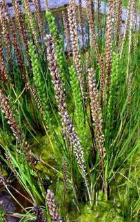 在水一方丨35種水生植物科普