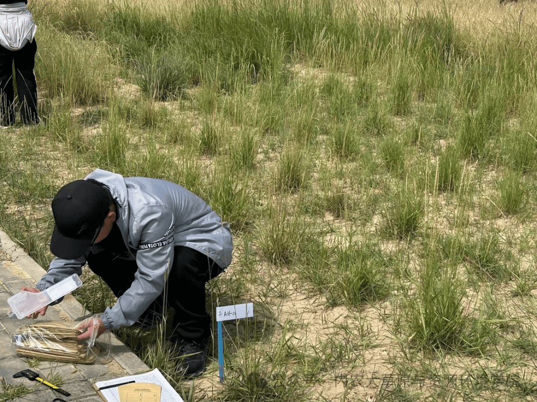 禾本科植物不僅為人類(lèi)提供了豐富的糧食和飼料資源,還在維護(hù)生態(tài)平衡
