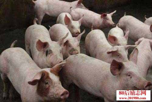 養豬經驗 沼氣液喂豬應注意的事項