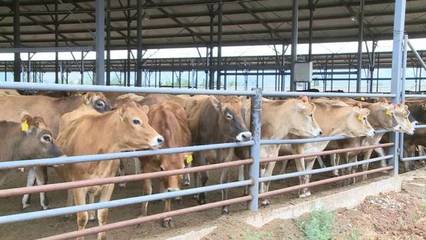 2019年大理州現代奶牛養殖飼料技術培訓在鶴慶縣成功舉辦