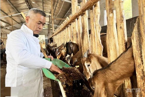 新春走基層 福建順昌科技特派員下鄉(xiāng)傳經(jīng)送寶，助力羊養(yǎng)殖飼料技術(shù)提升