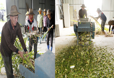 菌草的加工與貯藏 飼料科的關(guān)鍵技術(shù)