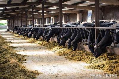 養(yǎng)牛多年經(jīng)驗談 高效管理方法與實用飼料配方