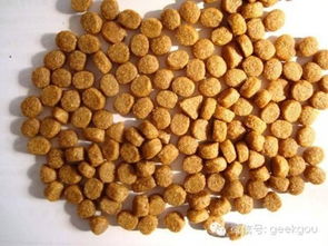 狗狗換糧攻略 你關(guān)心的五個飼料科常見疑問解答