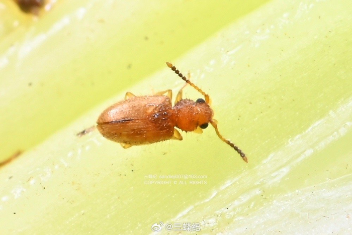 西芹上的微型守護(hù)者 龜紋瓢蟲與隱食甲科小甲蟲的生態(tài)角色與飼料潛力
